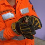 CBMMG captura gambás em motor de carro